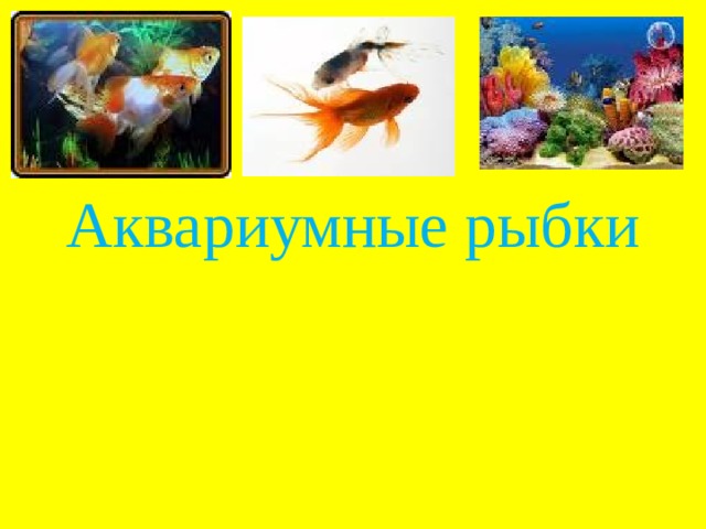 Урок по окружающему миру "Рыбы"