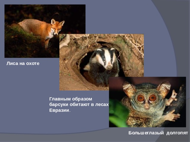 Лиса на охоте Главным образом барсуки обитают в лесах Евразии . Большеглазый долгопят 