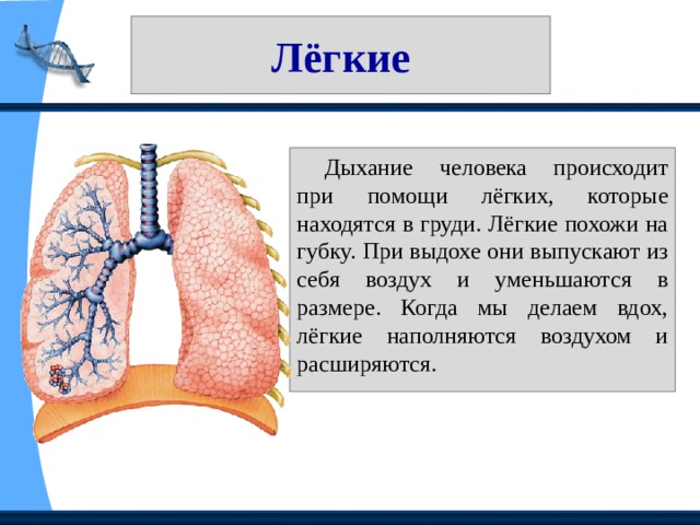 Проект на тему легкие человека