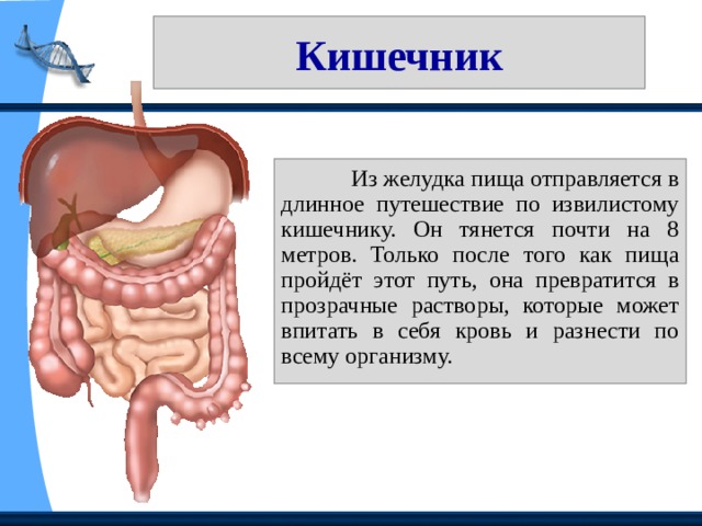 Презентация на тему желудок