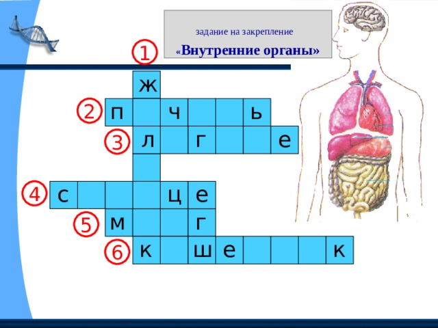 Скульптурное изображение туловища человека кроссворд