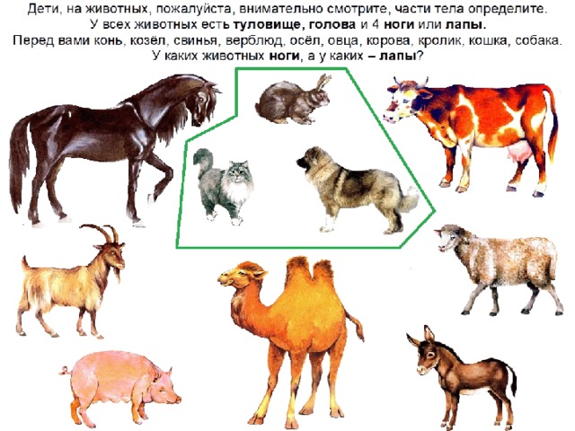 Домашние животные презентация для детей 3 4 лет