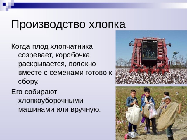 Хлопок вырабатывают из хлопчатника – травянистого кустарника 