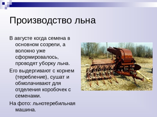 Капок вырабатывают из сейбы – шелково-хлопкового дерева, распространенного в лесах Америки 