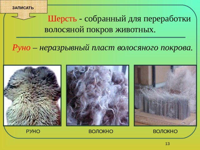 ЗАПИСАТЬ    Шерсть - собранный для переработки волосяной покров животных. Руно – неразрывный пласт волосяного покрова.  РУНО ВОЛОКНО ВОЛОКНО 13 