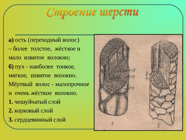 а) ость (переходный волос) – более толстое, жёсткое и мало извитое волокно; б) пух - наиболее тонкое, мягкое, извитое волокно. Мёртвый волос - малопрочное и очень жёсткое волокно. 1. чешуйчатый слой 2. корковый слой 3. сердцевинный слой  