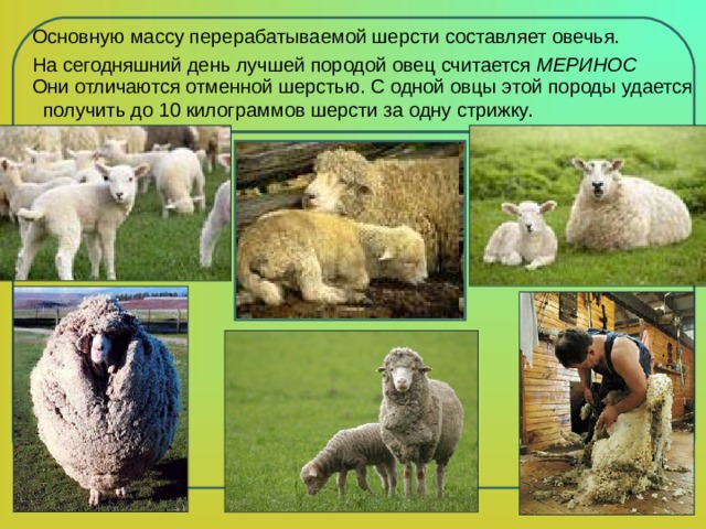 Основную массу перерабатываемой шерсти составляет овечья. На сегодняшний день лучшей породой овец считается МЕРИНОС Они отличаются отменной шерстью. С одной овцы этой породы удается получить до 10 килограммов шерсти за одну стрижку. 