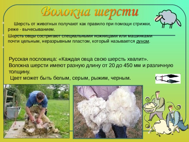  Шерсть от животных получают как правило при помощи стрижки, реже - вычесыванием. Шерсть овцы состригают специальными ножницами или машинками почти цельным, неразрывным пластом, который называется руном .   Русская пословица: «Каждая овца свою шерсть хвалит». Волокна шерсти имеют разную длину от 20 до 450 мм и различную толщину.  Цвет может быть белым, серым, рыжим, черным. 