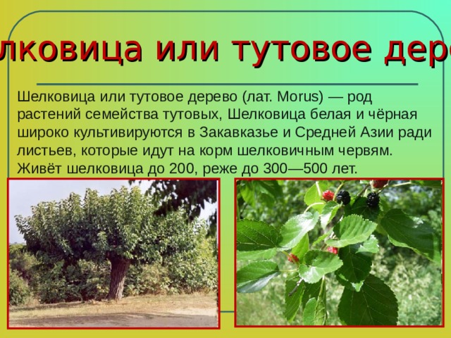 Шелковица или тутовое дерево Шелковица или тутовое дерево (лат. Morus) — род растений семейства тутовых, Шелковица белая и чёрная широко культивируются в Закавказье и Средней Азии ради листьев, которые идут на корм шелковичным червям. Живёт шелковица до 200, реже до 300—500 лет. 