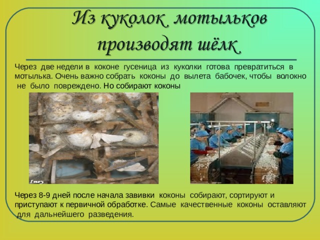 Через две недели в коконе гусеница из куколки готова превратиться в мотылька. Очень важно собрать коконы до вылета бабочек, чтобы волокно не было повреждено. Но собирают коконы Через 8-9 дней после начала завивки к оконы собирают, сортируют и приступают к первичной обработке. Самые качественные коконы оставляют для дальнейшего разведения. 
