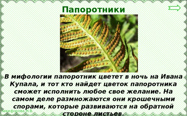 Папоротники примеры 7 класс. Папоротник в мифологии. Мифы и легенды о папоротнике. Не распустившийся папоротник. Почему папоротник не может цвести.