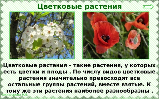 Цветковые растения Цветковые растения – такие растения, у которых есть цветки и плоды . По числу видов цветковые растения значительно превосходят все остальные группы растений, вместе взятые. К тому же эти растения наиболее разнообразны . 