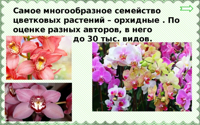  Самое многообразное семейство цветковых растений – орхидные . По оценке разных авторов, в него входит от 17 до 30 тыс. видов. 
