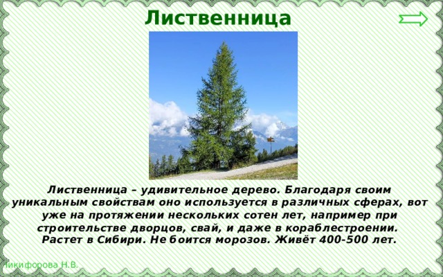 Лиственница Лиственница – удивительное дерево. Благодаря своим уникальным свойствам оно используется в различных сферах, вот уже на протяжении нескольких сотен лет, например при строительстве дворцов, свай, и даже в кораблестроении.  Растет в Сибири. Не боится морозов. Живёт 400-500 лет.  