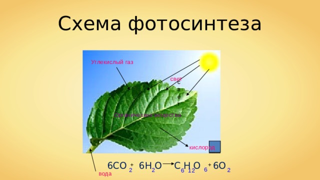 Вопросы по фотосинтезу 6 класс. Фотосинтез 6 класс. Воздушное питание растений фотосинтез. Воздушное питание фотосинтез 6 класс. Схема процесса фотосинтеза.