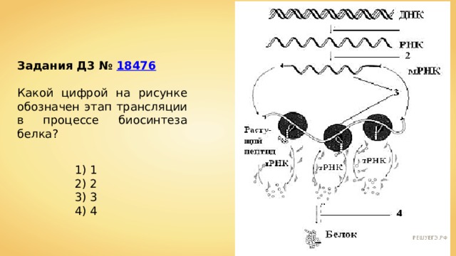 Напишите название этапа биосинтеза белка который обозначен на рисунке цифрой 1