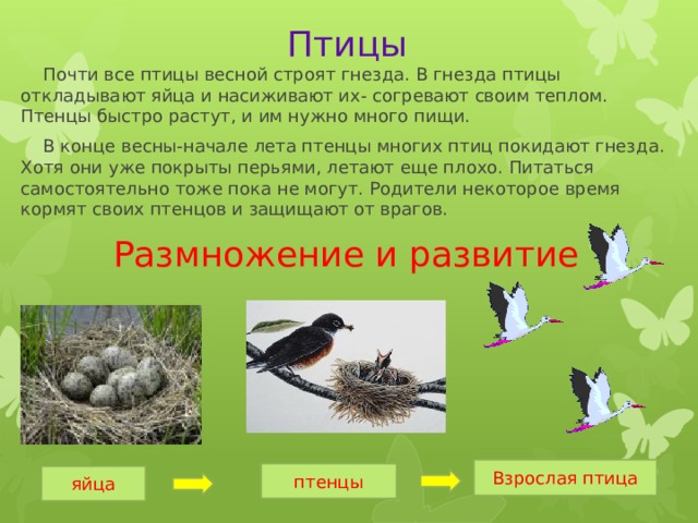 Птицы  Почти все птицы весной строят гнезда. В гнезда птицы откладывают яйца и насиживают их- согревают своим теплом. Птенцы быстро растут, и им нужно много пищи.  В конце весны-начале лета птенцы многих птиц покидают гнезда. Хотя они уже покрыты перьями, летают еще плохо. Питаться самостоятельно тоже пока не могут. Родители некоторое время кормят своих птенцов и защищают от врагов. Размножение и развитие Взрослая птица птенцы яйца 