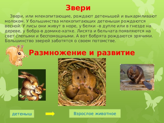 Звери  Звери, или млекопитающие, рождают детенышей и выкармливают молоком. У большинства млекопитающих детеныши рождаются весной. У лисы они живут в норе, у белки –в дупле или в гнезде на дереве, у бобра-в домике-хатке. Лисята и бельчата появляются на свет слепыми и беспомощными. А вот бобрята рождаются зрячими. Большинство зверей заботятся о своем потомстве. Размножение и развитие Взрослое животное детеныш 