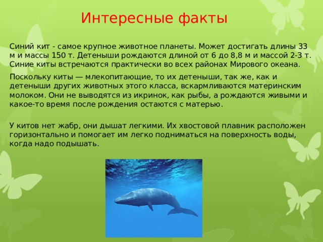 Интересные факты Синий кит - самое крупное животное планеты. Может достигать длины 33 м и массы 150 т. Детеныши рождаются длиной от 6 до 8,8 м и массой 2-3 т. Синие киты встречаются практически во всех районах Мирового океана. Поскольку киты — млекопитающие, то их детеныши, так же, как и детеныши других животных этого класса, вскармливаются материнским молоком. Они не выводятся из икринок, как рыбы, а рождаются живыми и какое-то время после рождения остаются с матерью.  У китов нет жабр, они дышат легкими. Их хвостовой плавник расположен горизонтально и помогает им легко подниматься на поверхность воды, когда надо подышать.   