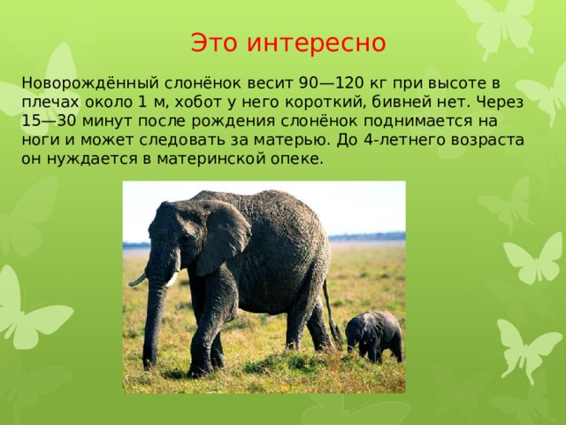 Новорождённый слонёнок весит 90—120 кг при высоте в плечах около 1 м, хобот у него короткий, бивней нет. Через 15—30 минут после рождения слонёнок поднимается на ноги и может следовать за матерью. До 4-летнего возраста он нуждается в материнской опеке. Это интересно 