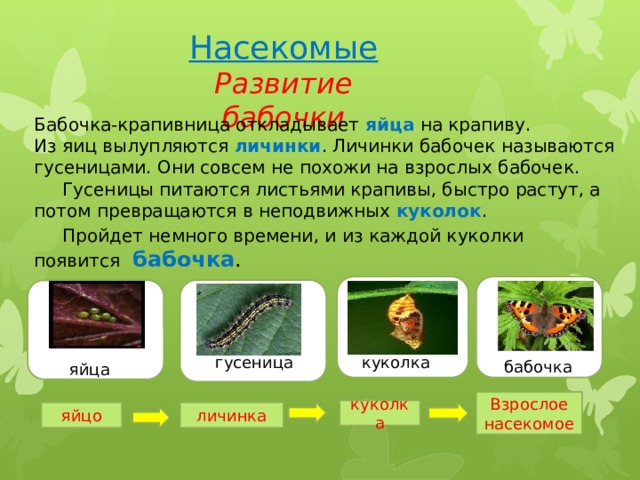 Насекомые Развитие бабочки Бабочка-крапивница откладывает яйца на крапиву. Из яиц вылупляются личинки . Личинки бабочек называются гусеницами. Они совсем не похожи на взрослых бабочек.  Гусеницы питаются листьями крапивы, быстро растут, а потом превращаются в неподвижных куколок .  Пройдет немного времени, и из каждой куколки  появится  бабочка . гугу яя куколка гусеница бабочка яйца Взрослое насекомое куколка яйцо личинка 