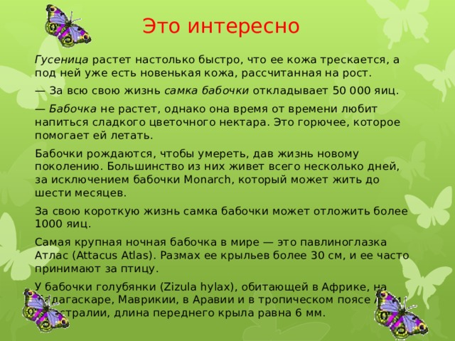 Это интересно   Гусеница растет настолько быстро, что ее кожа трескается, а под ней уже есть новенькая кожа, рассчитанная на рост. — За всю свою жизнь самка бабочки откладывает 50 000 яиц. — Бабочка не растет, однако она время от времени любит напиться сладкого цветочного нектара. Это горючее, которое помогает ей летать. Бабочки рождаются, чтобы умереть, дав жизнь новому поколению. Большинство из них живет всего несколько дней, за исключением бабочки Monarch, который может жить до шести месяцев. За свою короткую жизнь самка бабочки может отложить более 1000 яиц. Самая крупная ночная бабочка в мире — это павлиноглазка Атлас (Attacus Atlas). Размах ее крыльев более 30 см, и ее часто принимают за птицу. У бабочки голубянки (Zizula hylax), обитающей в Африке, на Мадагаскаре, Маврикии, в Аравии и в тропическом поясе Азии и Австралии, длина переднего крыла равна 6 мм. 