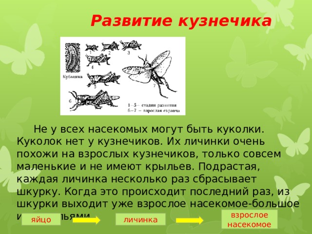  Развитие кузнечика  Не у всех насекомых могут быть куколки. Куколок нет у кузнечиков. Их личинки очень похожи на взрослых кузнечиков, только совсем маленькие и не имеют крыльев. Подрастая, каждая личинка несколько раз сбрасывает шкурку. Когда это происходит последний раз, из шкурки выходит уже взрослое насекомое-большое и с крыльями. взрослое насекомое яйцо личинка 