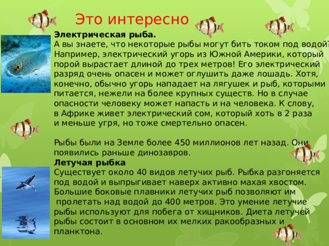  Это интересно Электрическая рыба.  А вы знаете, что некоторые рыбы могут бить током под водой? Например, электрический угорь из Южной Америки, который порой вырастает длиной до трех метров! Его электрический разряд очень опасен и может оглушить даже лошадь. Хотя, конечно, обычно угорь нападает на лягушек и рыб, которыми питается, нежели на более крупных существ. Но в случае опасности человеку может напасть и на человека. К слову, в Африке живет электрический сом, который хоть в 2 раза и меньше угря, но тоже смертельно опасен.   Рыбы были на Земле более 450 миллионов лет назад. Они появились раньше динозавров. Летучая рыбка Существует около 40 видов летучих рыб. Рыбка разгоняется под водой и выпрыгивает наверх активно махая хвостом. Большие боковые плавники летучих рыб позволяют им  пролетать над водой до 400 метров. Это умение летучие рыбы используют для побега от хищников. Диета летучей рыбы состоит в основном их мелких ракообразных и планктона. 