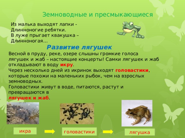 Из малька выходят лапки -  Длинноногие ребятки.  В луже прыгает квакушка –   Длинноногая… Земноводные и пресмыкающиеся  Развитие лягушек Весной в пруду, реке, озере слышны громкие голоса лягушек и жаб – настоящие концерты! Самки лягушек и жаб откладывают в воду икру . Через несколько дней из икринок выходят головастики , которые похожи на маленьких рыбок, чем на взрослых земноводных. Головастики живут в воде, питаются, растут и превращаются в лягушек и жаб . икра головастики лягушка 