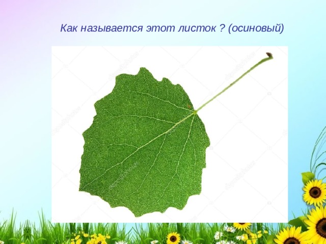 Как называется этот листок ? (осиновый) 