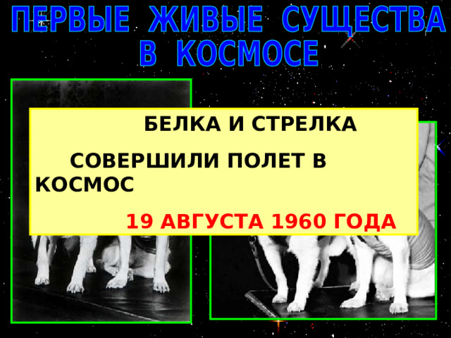  БЕЛКА И СТРЕЛКА  СОВЕРШИЛИ ПОЛЕТ В КОСМОС  19 АВГУСТА 1960 ГОДА 