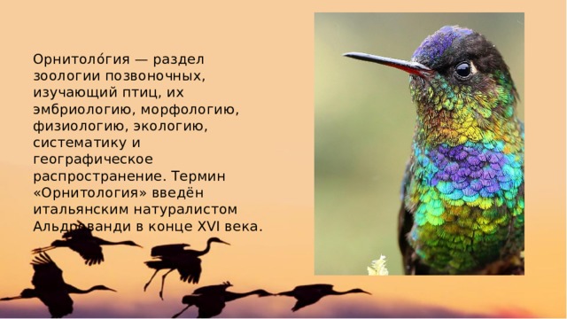 Орнитология - наука о птицах