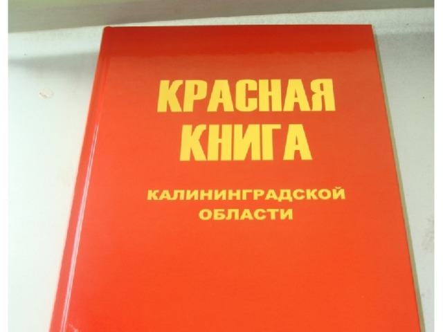 Красная книга калининградской области животные и растения презентация