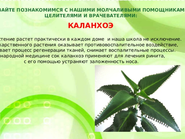 Каланхоэ лечебное растение для чего используют фото