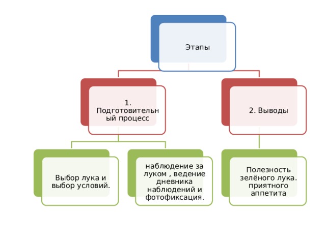 Этапы 2. Выводы 1. Подготовительный процесс Выбор лука и выбор условий. наблюдение за луком , ведение дневника наблюдений и фотофиксация. Полезность зелёного лука. приятного аппетита 