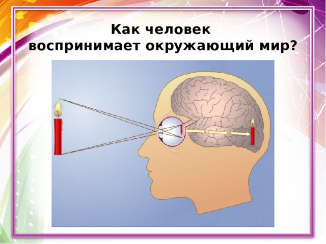 Как человек  воспринимает окружающий мир? 