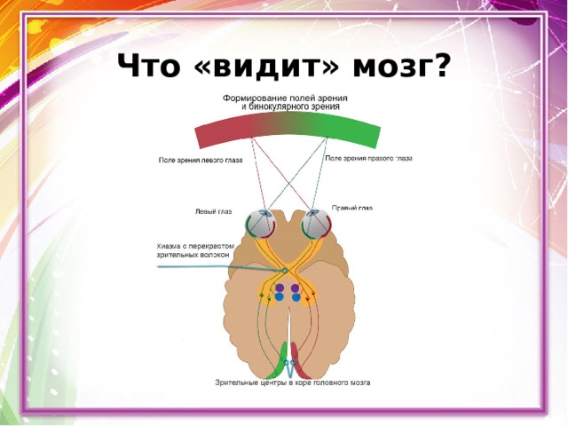 Что «видит» мозг? 