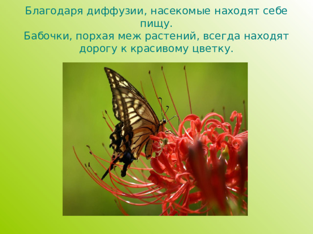 Благодаря диффузии, насекомые находят себе пищу.  Бабочки, порхая меж растений, всегда находят дорогу к красивому цветку. 
