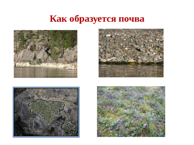 Как образуется почва 