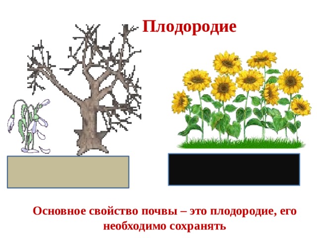Плодородие Основное свойство почвы – это плодородие, его необходимо сохранять 