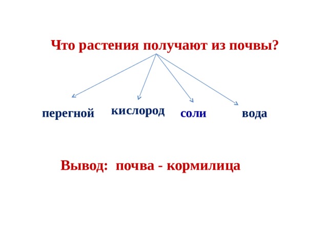 Что растения получают из почвы? кислород перегной соли вода Вывод: почва - кормилица 