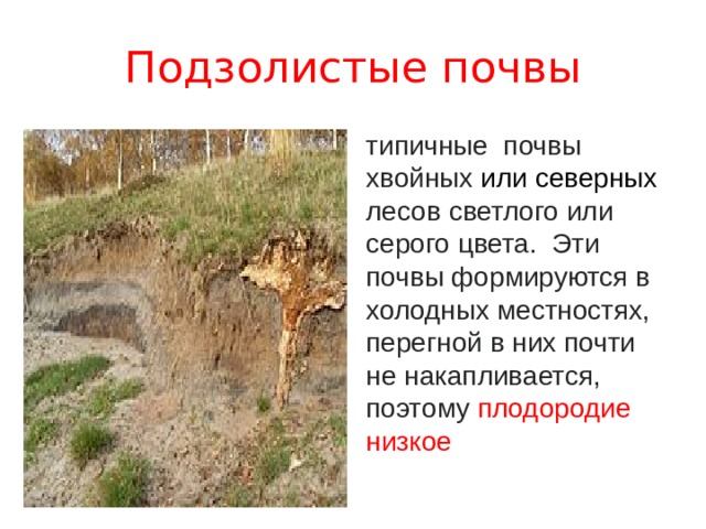 Подзолистые почвы типичные  почвы хвойных или северных лесов светлого или серого цвета. Эти почвы формируются в холодных местностях, перегной в них почти не накапливается, поэтому плодородие низкое 