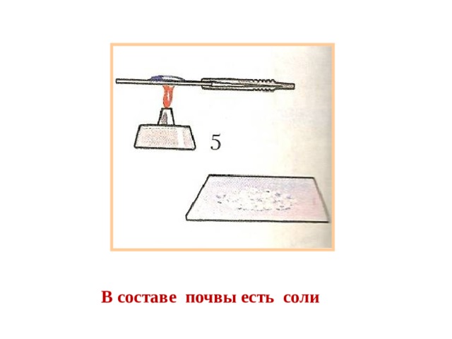 В составе почвы есть соли 
