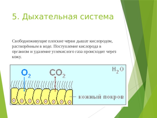 5. Дыхательная система   Свободноживущие плоские черви дышат кислородом, растворённым в воде. Поступление кислорода в организм и удаление углекислого газа происходит через кожу. 