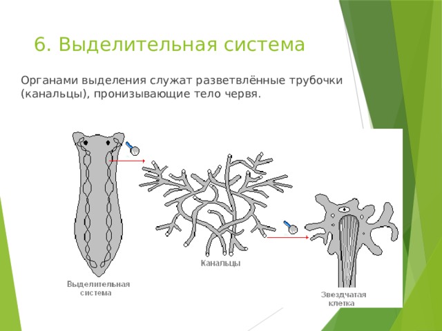 6. Выделительная система   Органами выделения служат разветвлённые трубочки (канальцы), пронизывающие тело червя. 