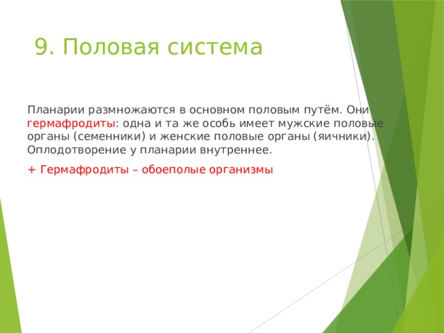 9. Половая система   Планарии размножаются в основном половым путём. Они гермафродиты : одна и та же особь имеет мужские половые органы (семенники) и женские половые органы (яичники). Оплодотворение у планарии внутреннее. + Гермафродиты – обоеполые организмы 