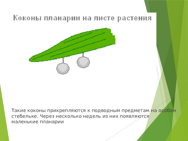 Такие коконы прикрепляются к подводным предметам на особом стебельке. Через несколько недель из них появляются маленькие планарии 