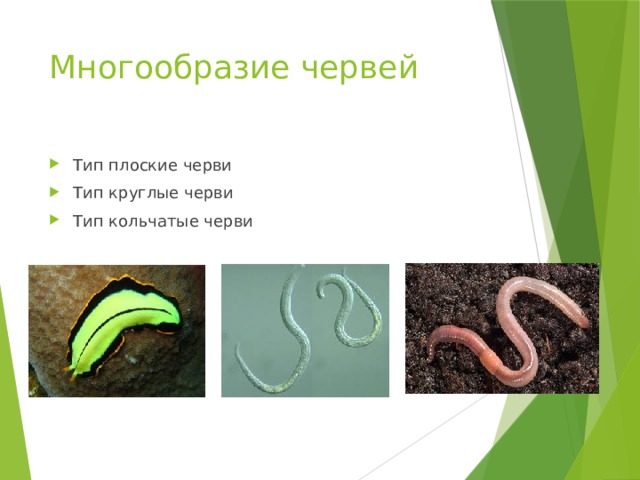 Презентация плоские черви пименов