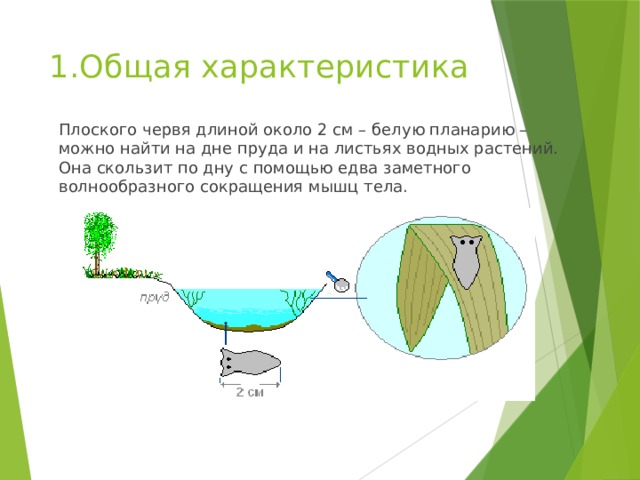 1.Общая характеристика   Плоского червя длиной около 2 см – белую планарию – можно найти на дне пруда и на листьях водных растений. Она скользит по дну с помощью едва заметного волнообразного сокращения мышц тела. 