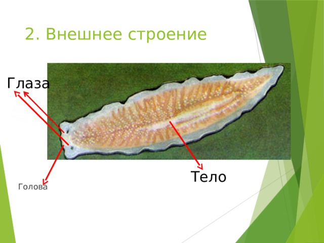 2. Внешнее строение   Глаза Тело Голова 